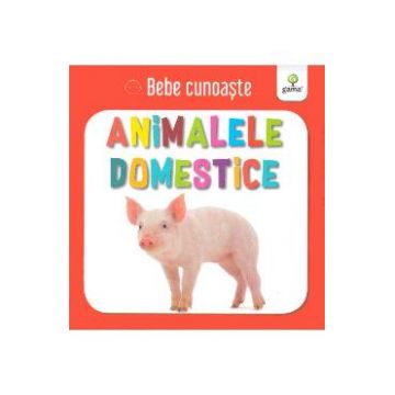 Animalele domestice - Bebe cunoaste