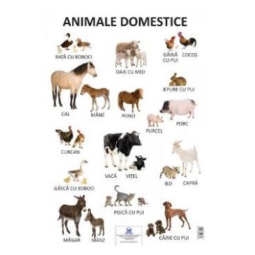 Plansa - Animale domestice